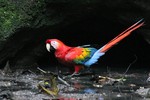 Scarlet Macaw, Napo 2013-11-14 920