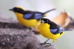 Blue-winged Mountain-tanagers, Refugio Paz de las Aves, 20170901 99
