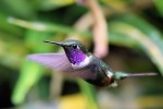 Purple-throated Woodstar, Alambi Reserve 20170902 1474