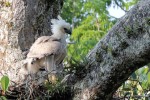 Harpy Eagle, Gareno Lodge 20170908 228