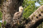 Harpy Eagle, Gareno Lodge 20170908 98