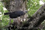 Harpy Eagle (adult female), photo by Galo Real, Gareno Lodge 20170909 582