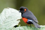Scarlet-bellied Mountain-Tanager 20200202 573
