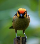 Flame-faced Tanager 20200203 1152