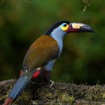 Plate-billed Mountain-Toucan 20200203 1525