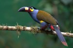 Plate-billed Mountain-Toucan 20200203 1660 -1