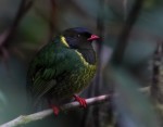 Green-and-black Fruiteater 20200203 1755