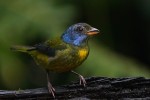 Moss-backed Tanager 20200204 171