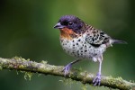 Rufous-throated Tanager 20200204 245