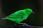 Glistening-green Tanager 20200204 27
