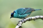 Golden-naped Tanager 20200204 76