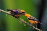 Golden Tanagers, adult feeding young 20200204 773