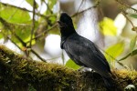 Long-wattled Umbrellabird, female with scarab beetle for chick 20200205 931