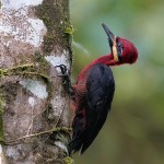 Crimson-bellied Woodpecker 20200206 602