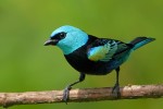 Blue-necked Tanager 20200207 245