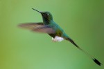 Booted Racket-tail 20200207 380