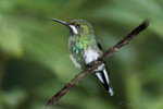 Green Thorntail (female), Milpe