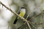 Snowy-throated Kingbird, Milpe