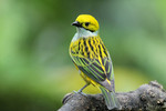 Silver-throated Tanager, Los Bancos