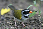 Orange-billed Sparrow, Los Bancos