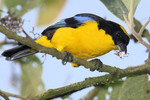 Blue-winged Mountain-tanager, Mindo