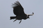 Andean Condor, Papallacta