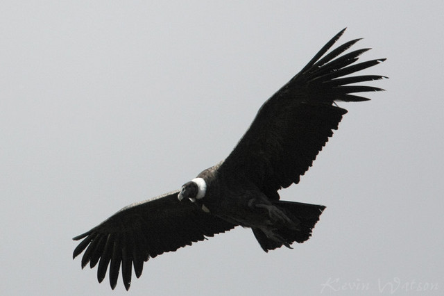 The highlight of the trip: an Andean Condor at close range!