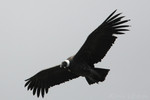 The highlight of the trip: an Andean Condor at close range!