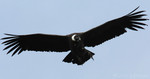 Andean Condor, Papallacta