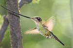 Sword-billed Hummingbird, Guango
