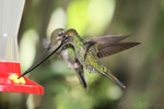 Sword-billed Hummingbird, Guango
