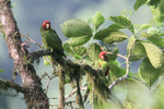 Red-masked Parakeets, Buenaventura May 2011