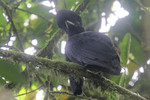 Long-wattled Umbrellabird, Buenaventura May 2011