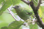 Green Honeycreeper (female), Buenaventura May 2011
