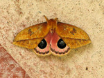 Moth, Septimo