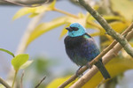 Blue-necked Tanager, Buenaventura May 2011