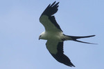 Swallow-tailed Kite, Buenaventura May 2011