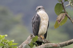 Gray-backed Hawk, Buenaventura May 2011