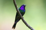 Purple-throated Sunangel, Utuana May 2011