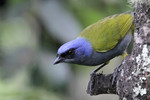 Blue-capped Tanager, Utuana May 2011