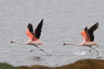 Chilean Flamingos, Salinas May 2011