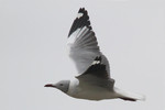 Gray-hooded Gull, Salinas May 2011