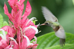 Amazilia Hummingbird, Hosteria Mandala May 2011