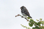 Parrot-billed Seedeater, Hosteria Mandala May 2011