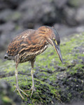 Striated Heron (formerly Lava Heron, a Galapagos endemic and now lumped back into the widely-distributed Striated), Santa Cruz