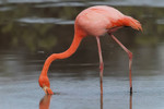 Greater Flamingo, Santa Cruz
