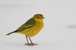 Yellow Warbler (the Galapagos race, a good candidate for a separate species), Santa Cruz