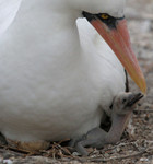 Nazca Booby with (very ) young, Tower