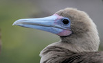 Red-footed Booby, Tower
