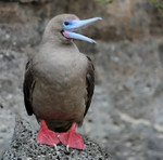 Red-footed Booby, Tower